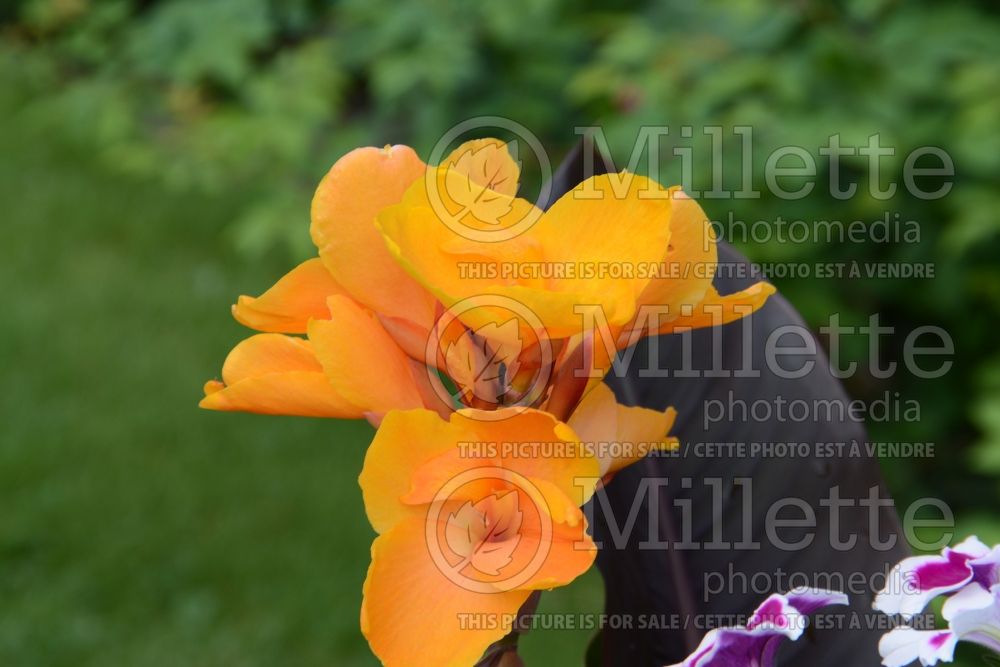 Canna Chocolate Sunrise (Canna Lily) 3 