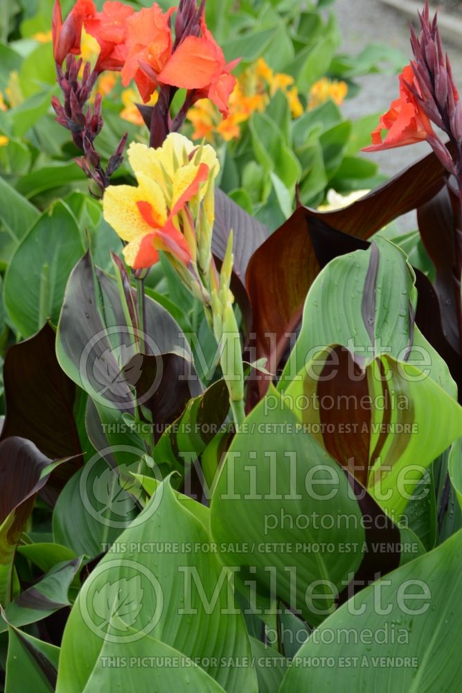 Canna Cleopatra (Canna Lily) 1 