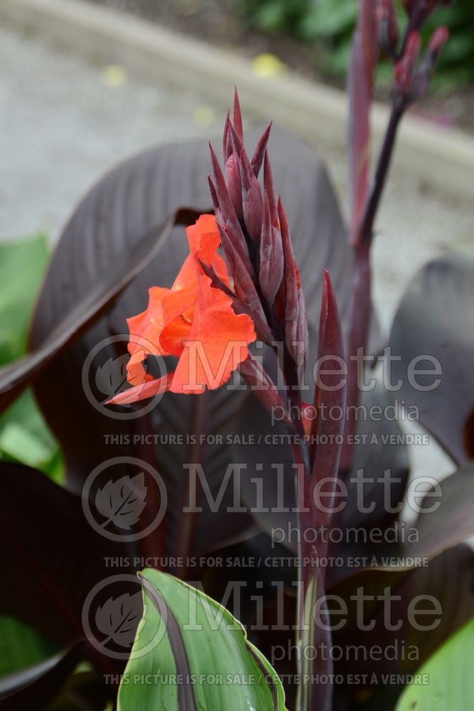 Canna Cleopatra (Canna Lily) 2 