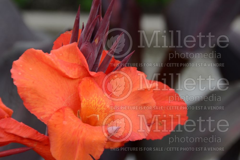 Canna Cleopatra (Canna Lily) 3 