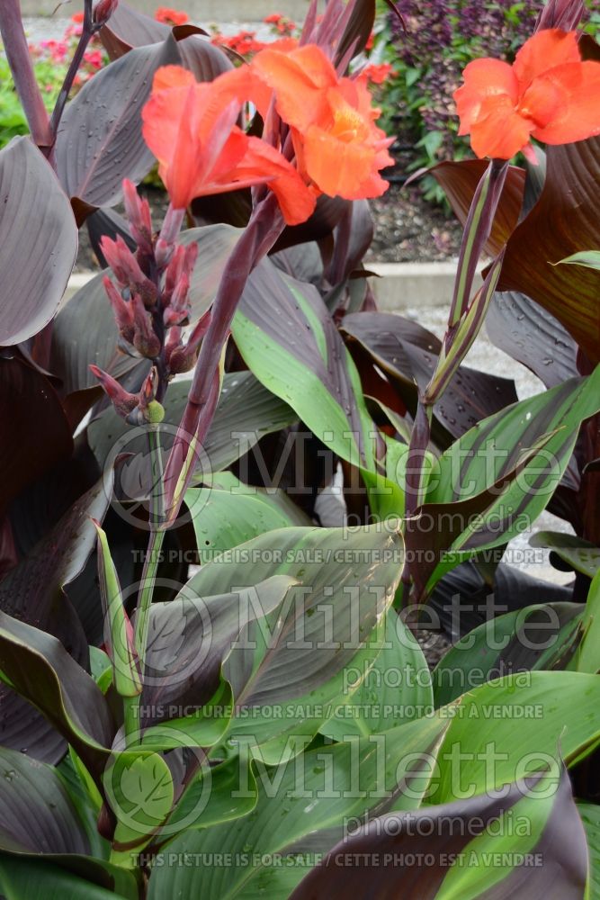 Canna Cleopatra (Canna Lily) 4 