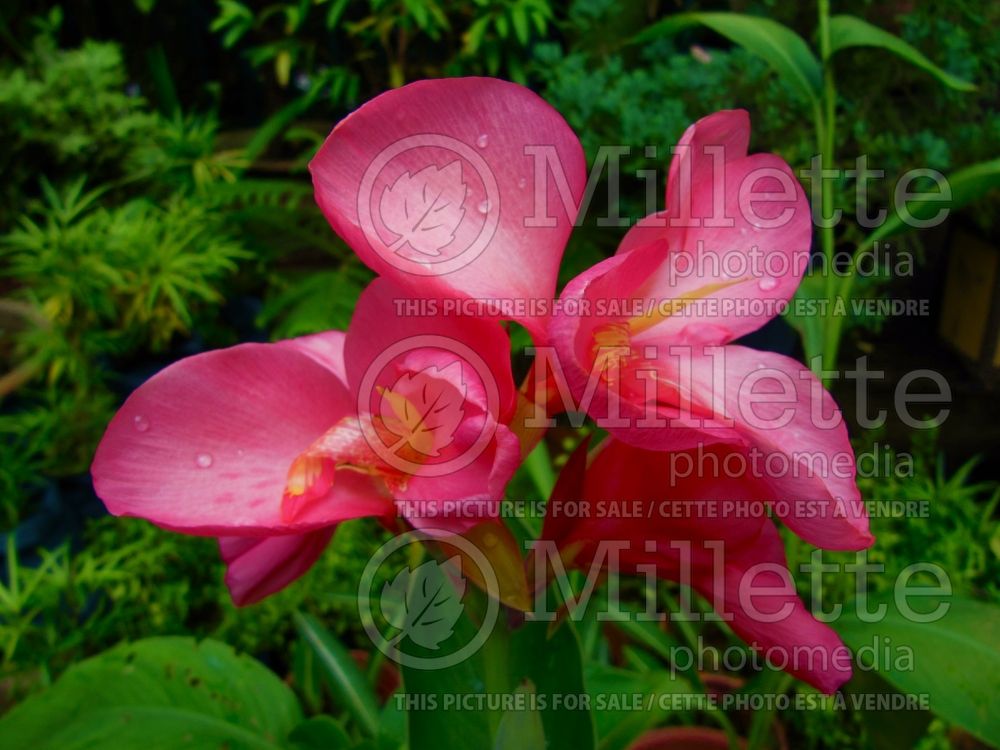 Canna Crimson Beauty (Canna Lily) 1 