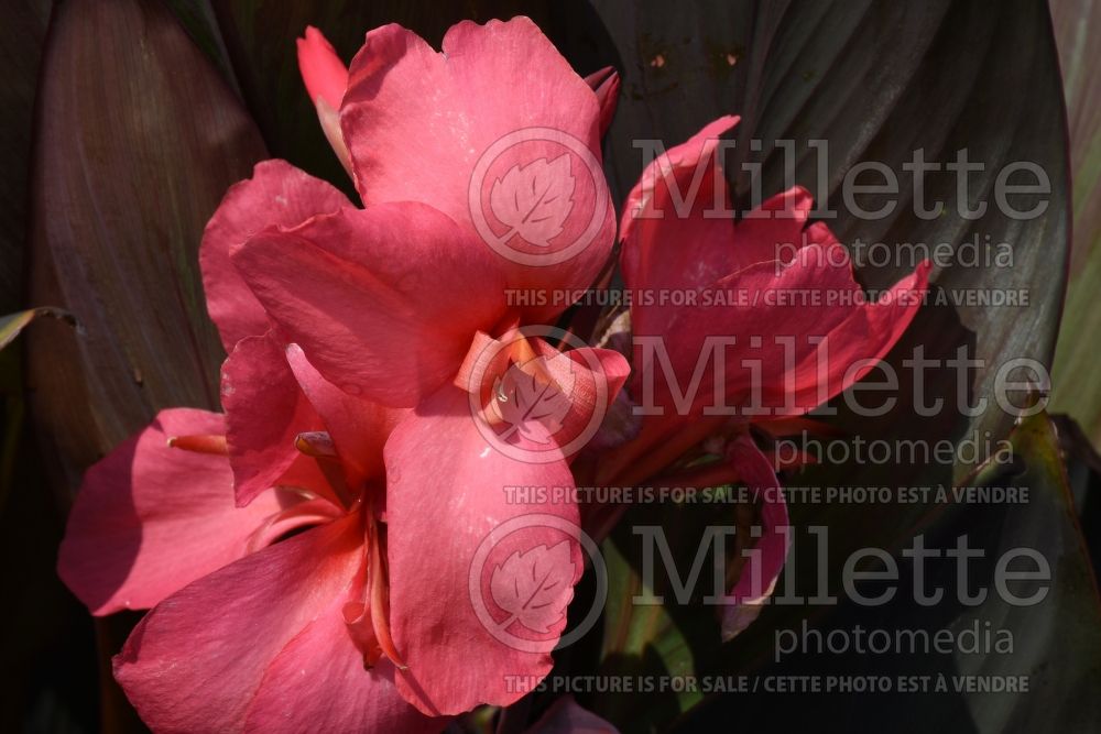 Canna DeLuxe Flirtini (Canna Lily) 1 