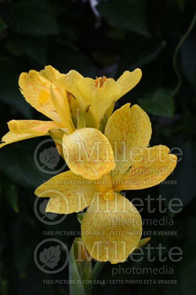Canna DeLuxe Lemon and Gin (Canna Lily) 3 