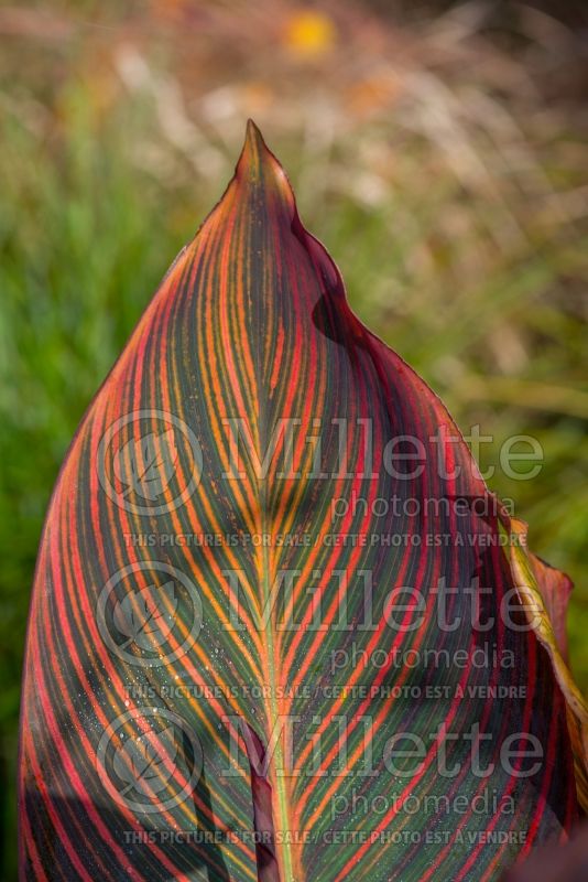 Canna Durban (Canna Lily) 2 