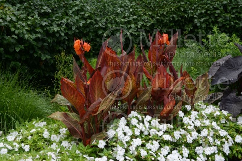 Canna Durban (Canna Lily) 1 