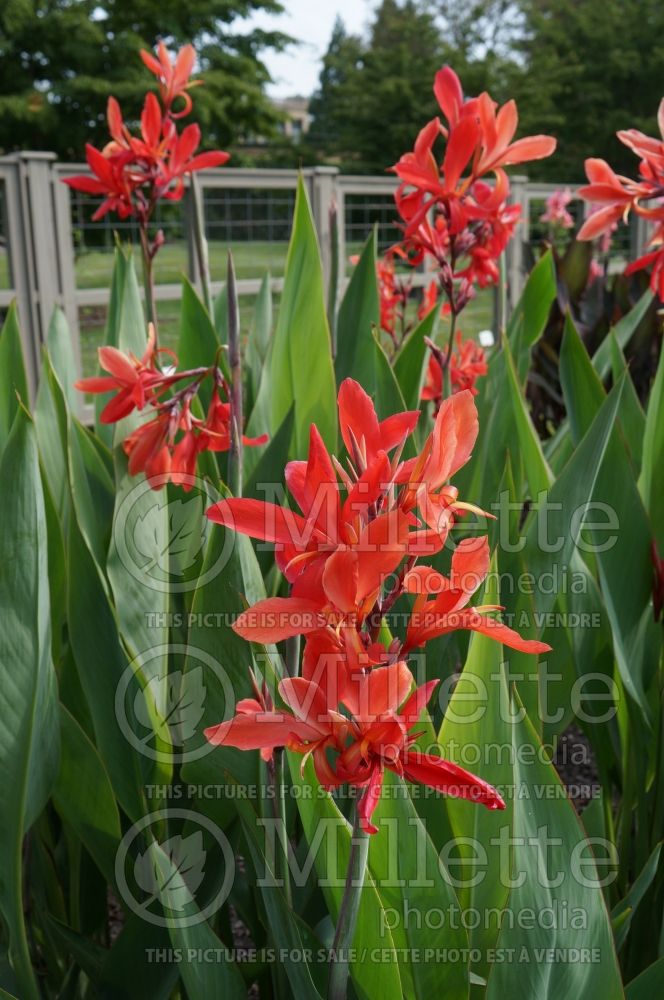 Canna Endeavour (Canna Lily) 1 