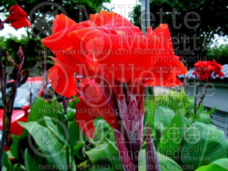 Canna Firebird (Canna Lily)  2