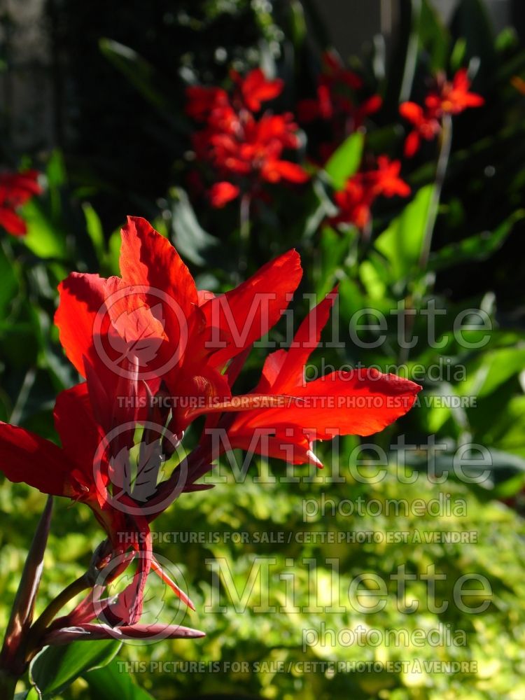 Canna Firebird (Canna Lily) 3 