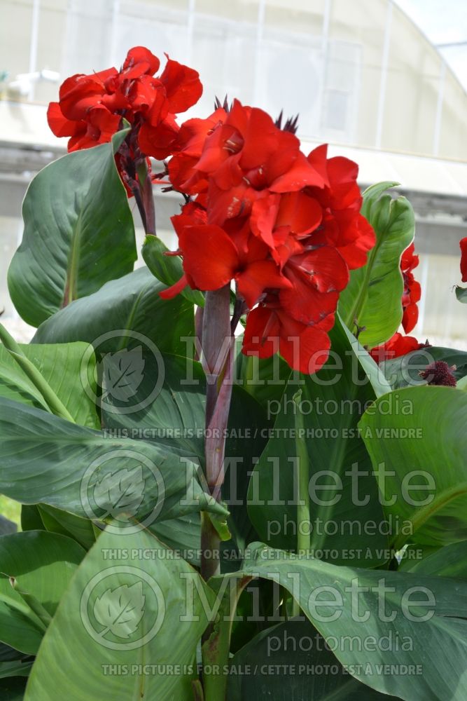 Canna Fire Dragon or Elite (Canna Lily) 1 