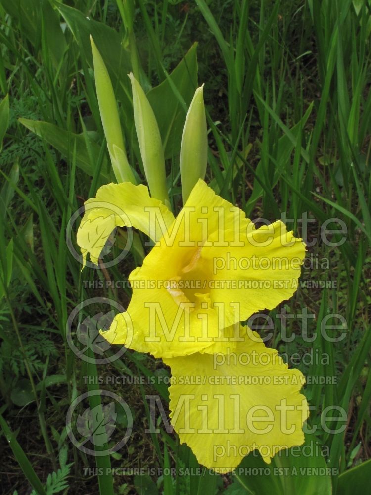 Canna flaccida (Canna Lily) 1 