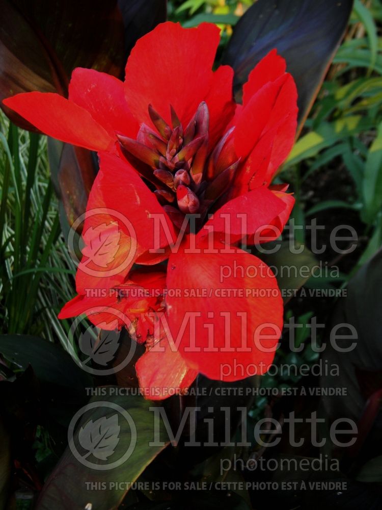 Canna cannova bronze scarlet (Canna Lily) 6 