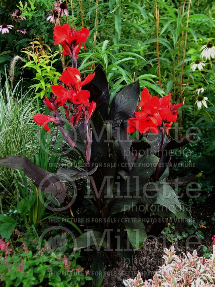 Canna cannova bronze scarlet (Canna Lily) 7 