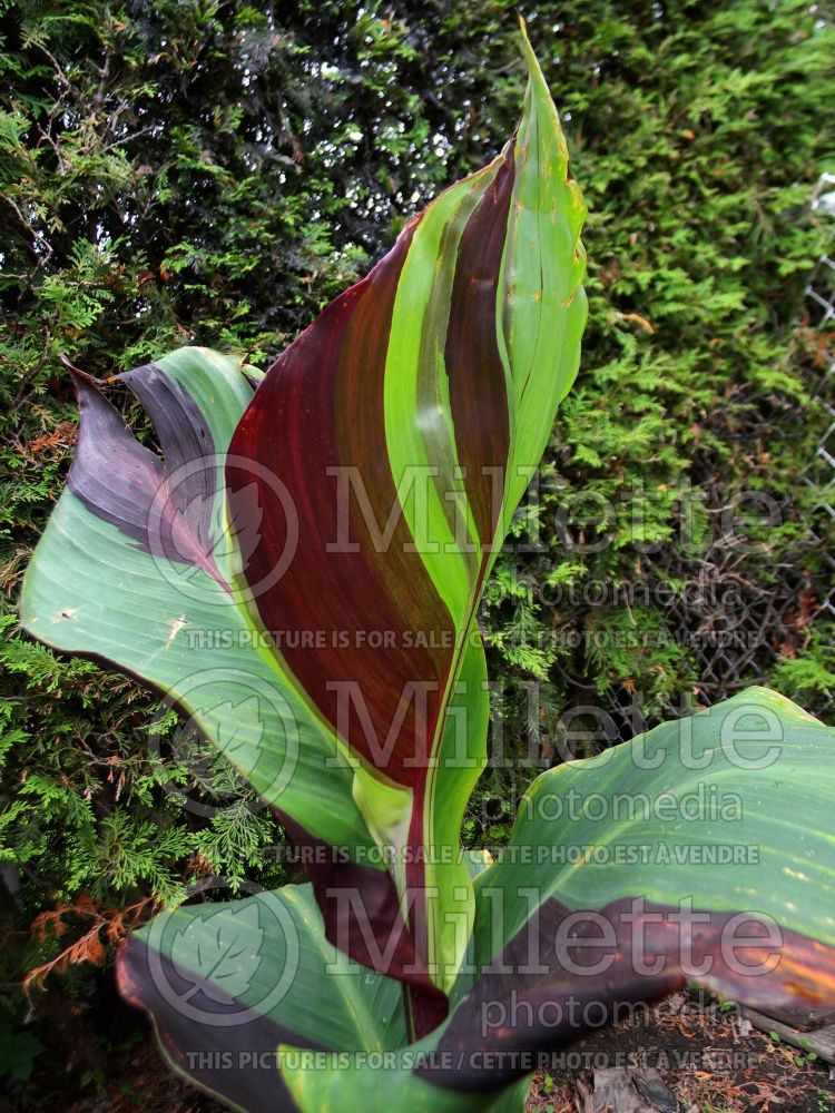 Canna Cleopatra (Canna Lily) 6 