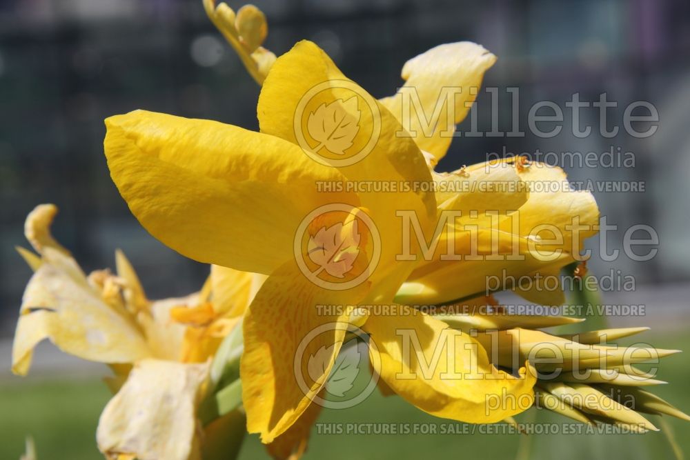 Canna Hello Yellow (Canna Lily) 1 