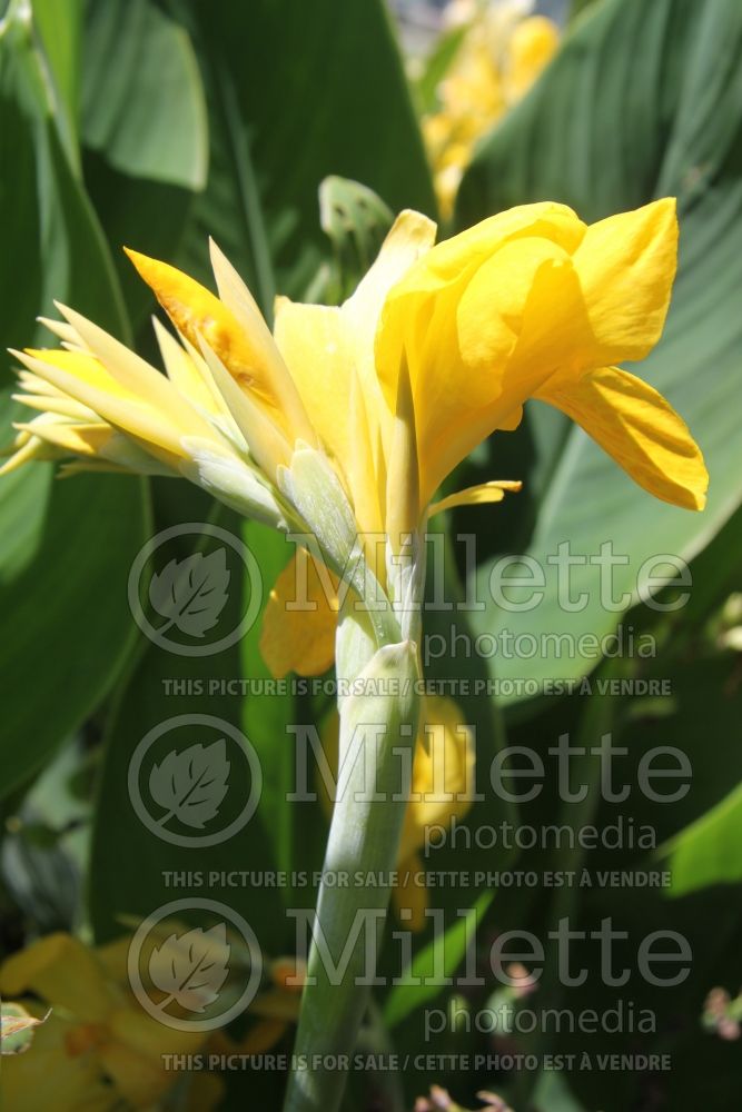 Canna Hello Yellow (Canna Lily) 2 