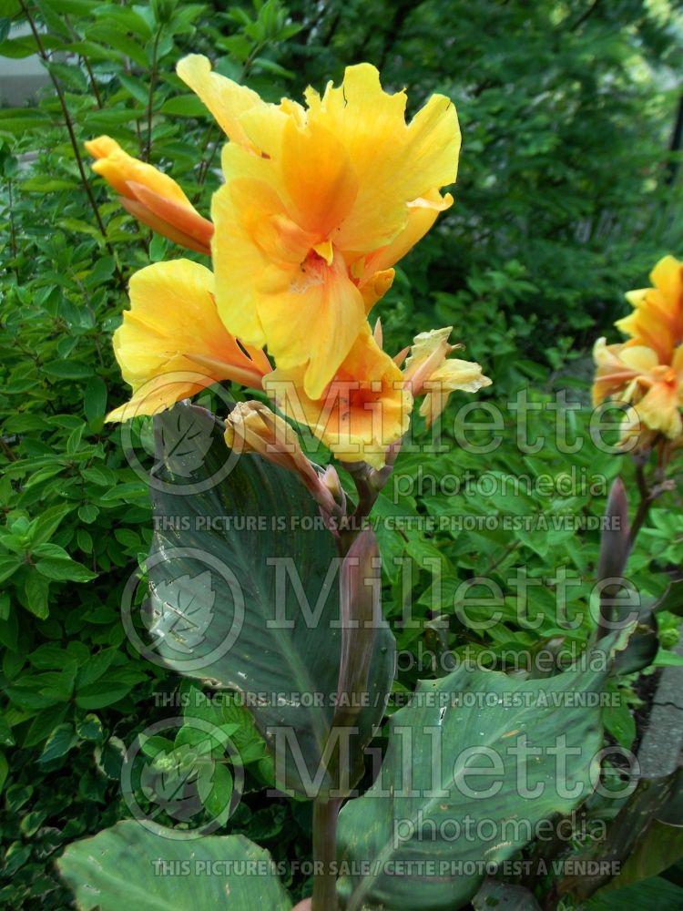 Canna Louis Cotton (Canna Lily) 1 