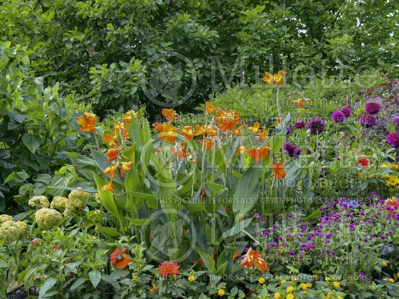 Canna Orange Punch (Canna Lily) 2 