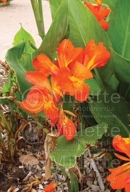 Canna Orange Punch (Canna Lily) 4 