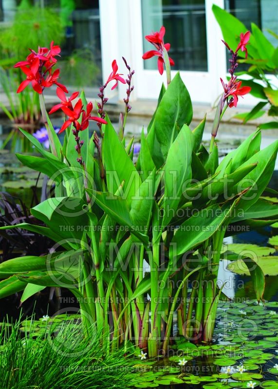 Canna in a pond 1