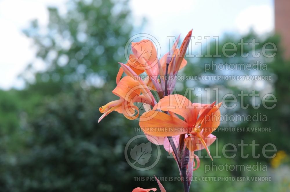 Canna Intrigue (Canna Lily) 3 