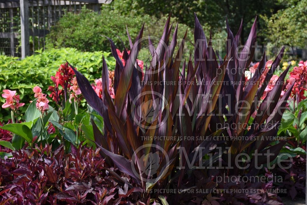 Canna Intrigue (Canna Lily) 5 