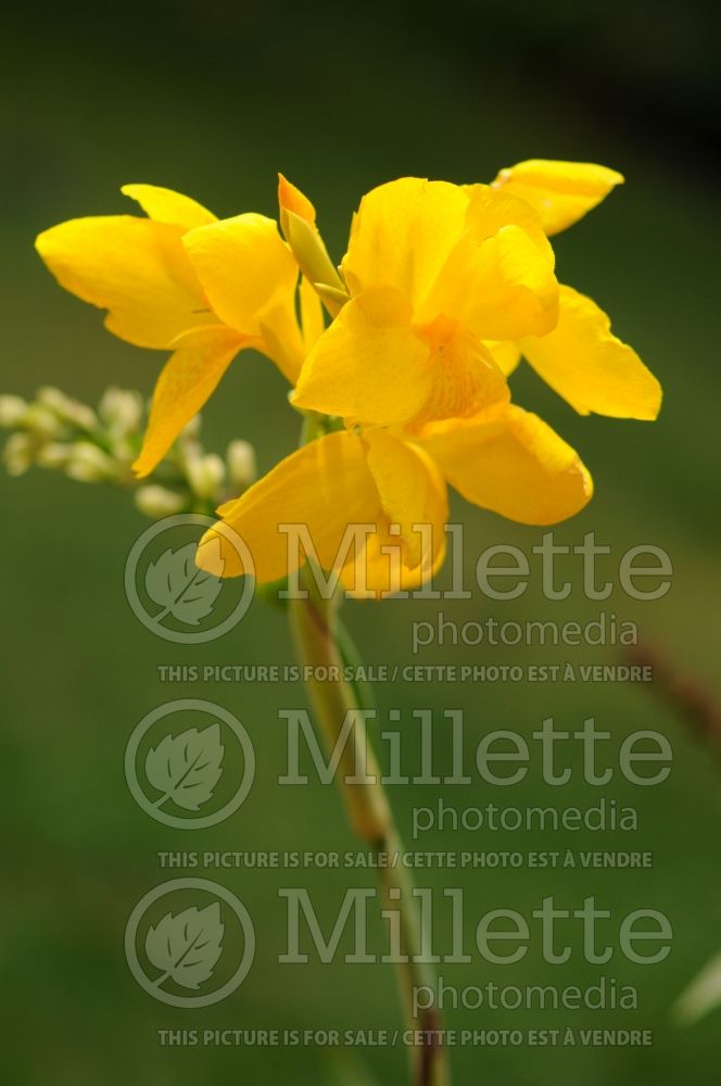 Canna Lemon Punch (Canna Lily) 3 