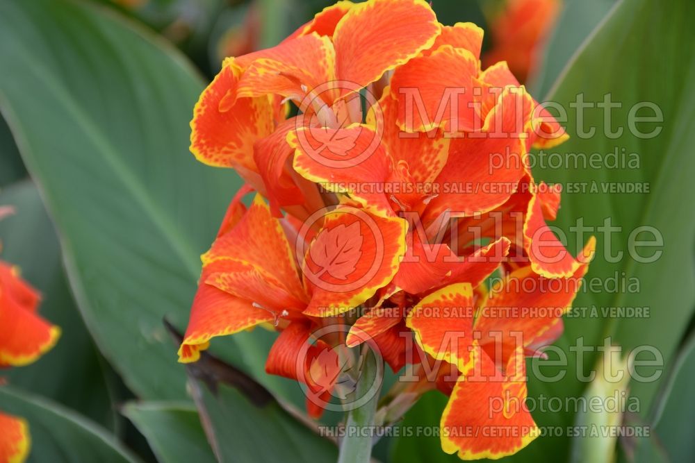 Canna Madeira (Island Series) (Canna Lily) 1 