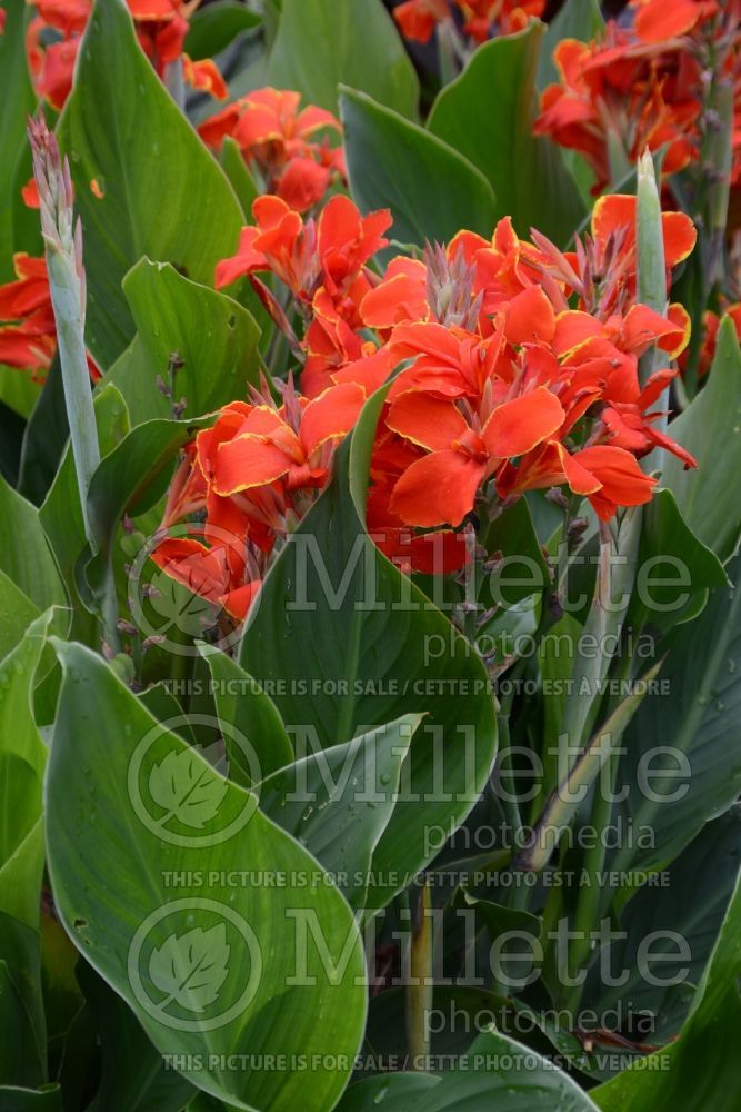 Canna Madeira (Island Series) (Canna Lily) 3 