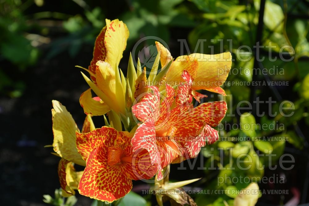 Canna Maui Punch (Canna Lily) 1 