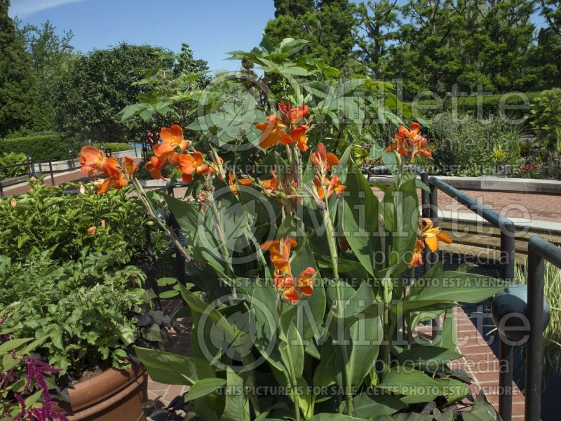 Canna Orange Beauty (Canna Lily) 3 