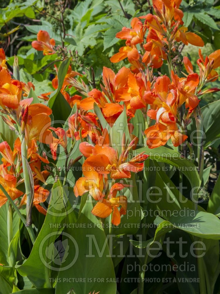 Canna Orange Beauty (Canna Lily) 5 