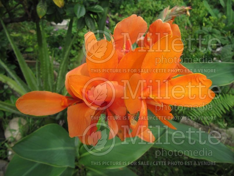 Canna Orange Beauty (Canna Lily) 1 