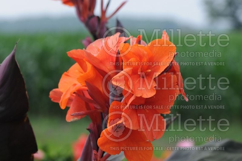 Canna Orange Chocolate (Canna Lily) 1 