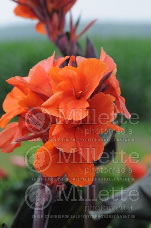 Canna Orange Chocolate (Canna Lily) 2 