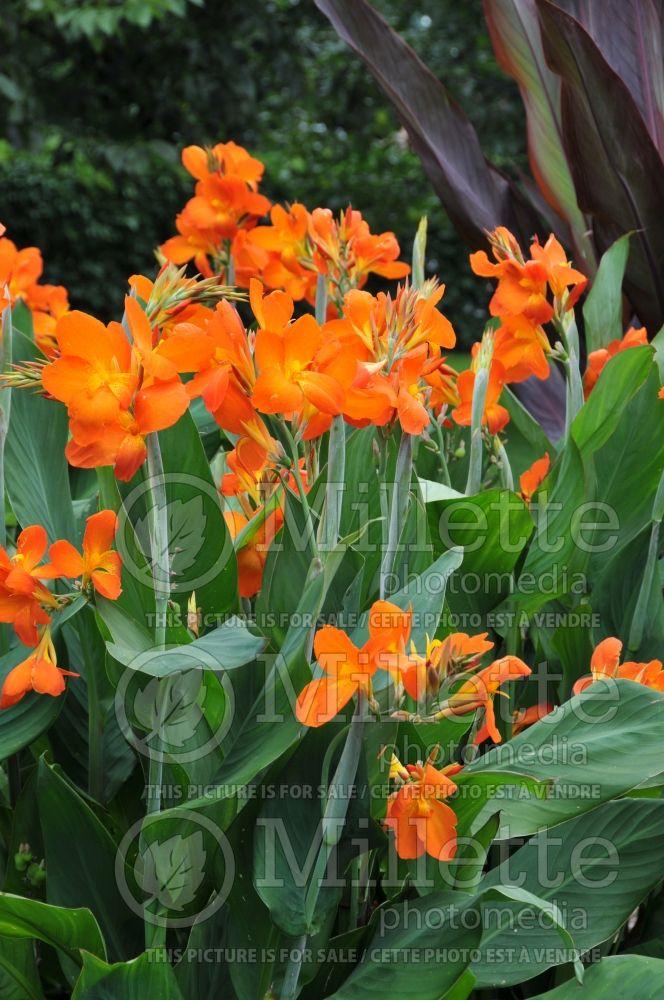 Canna Orange Punch (Canna Lily) 8 