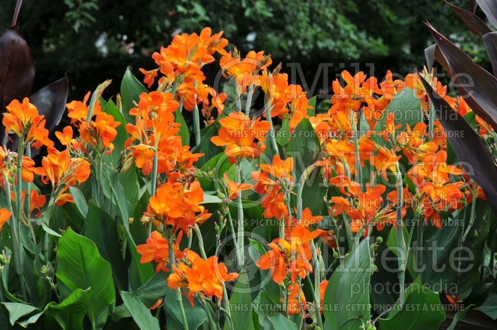 Canna Orange Punch (Canna Lily) 9 