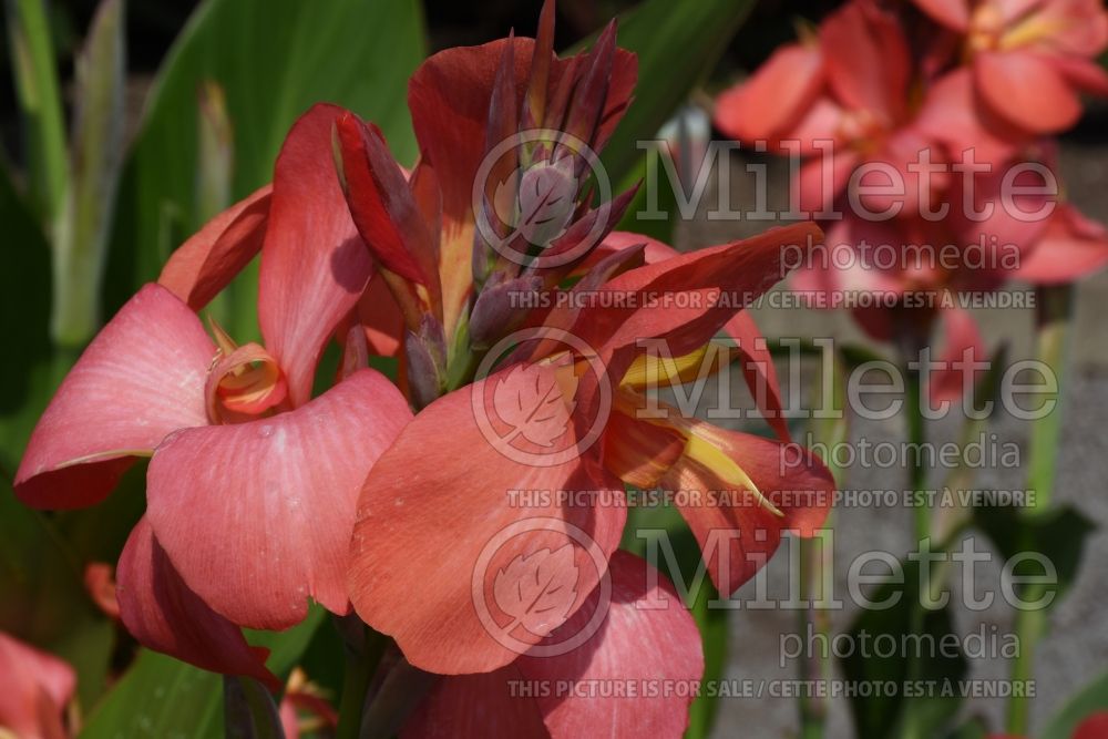 Canna Pink Spritzer (Canna Lily) 1 