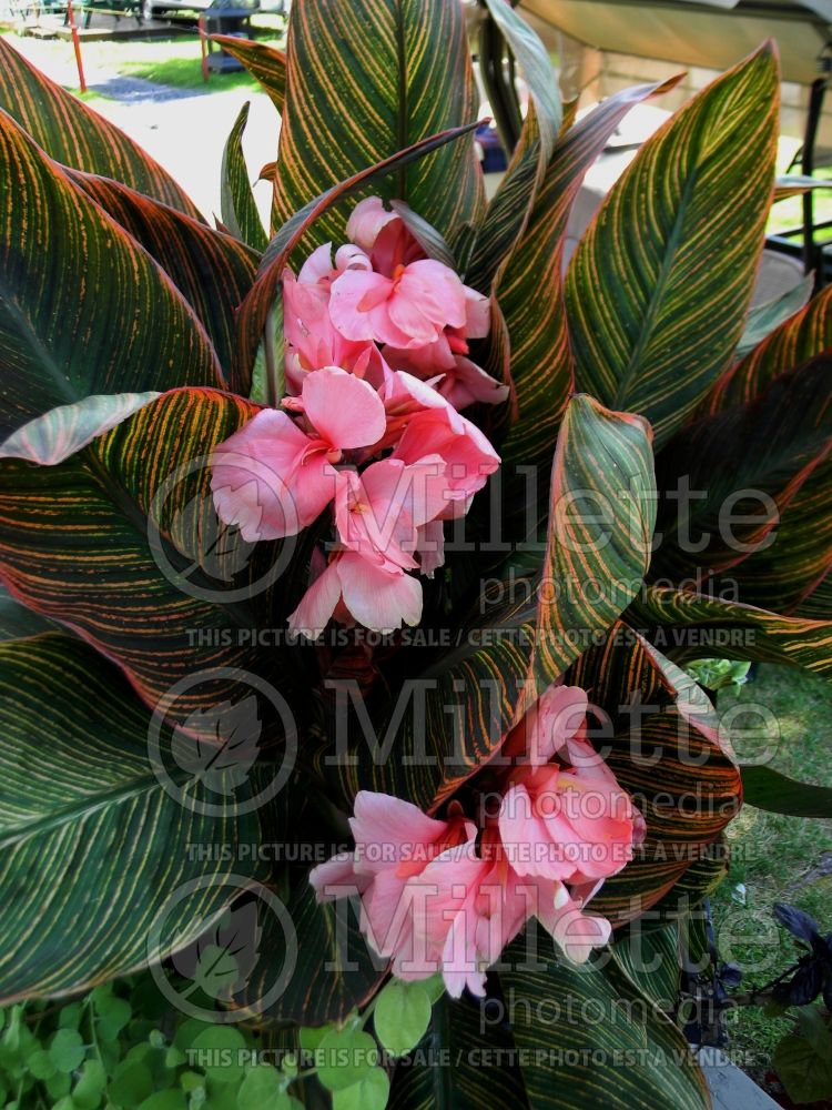 Canna Pink Sunburst (Canna Lily) 5 