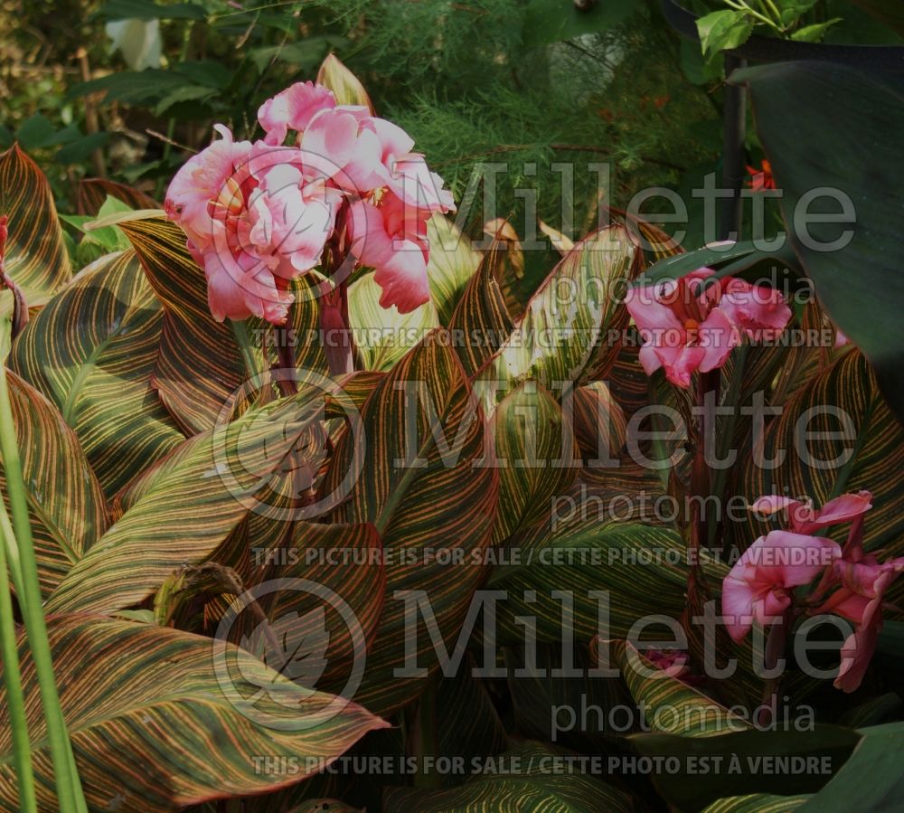 Canna Pink Sunburst (Canna Lily) 4 