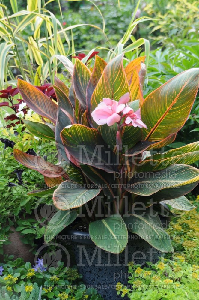 Canna Pink Sunburst (Canna Lily) 1 