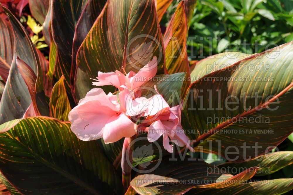 Canna Pink Sunburst (Canna Lily) 2 