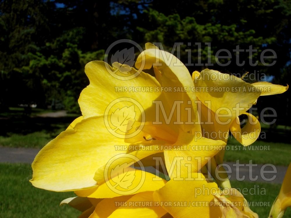 Canna Ra (Canna Lily) 1 