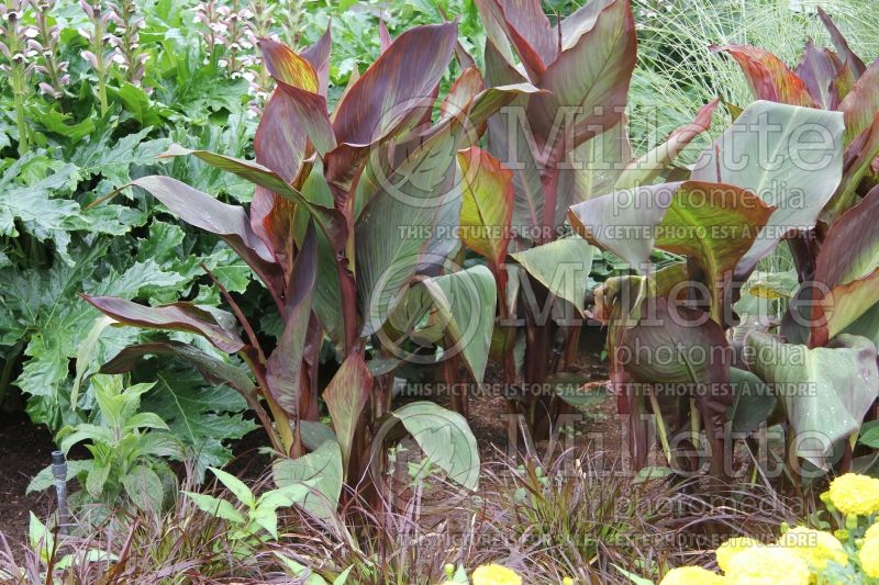 Canna Red King Humbert (Canna Lily) 1 