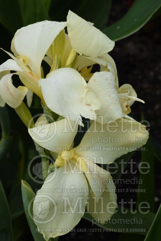 Canna South Pacific Ivory (Canna Lily) 1 