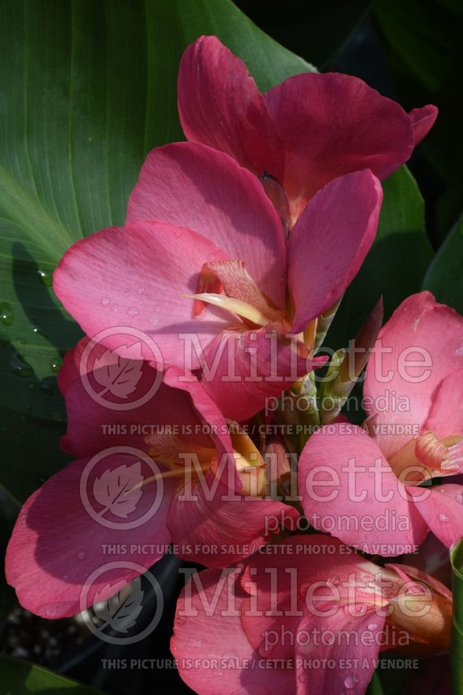 Canna South Pacific Rose (Canna Lily) 1 