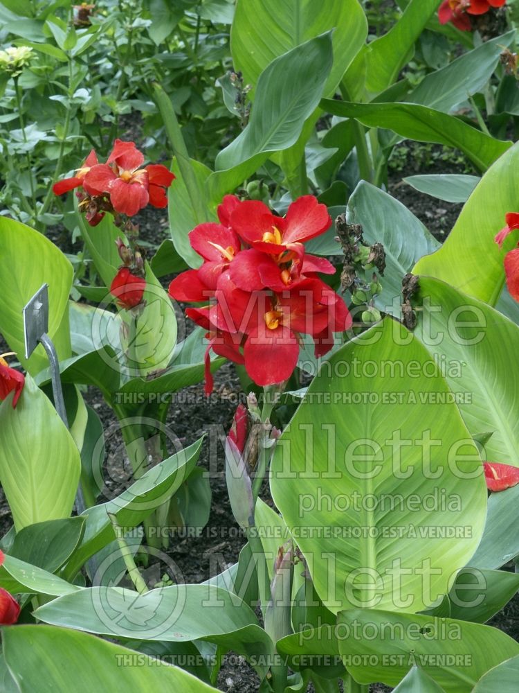 Canna South Pacific Scarlet (Canna Lily) 5 