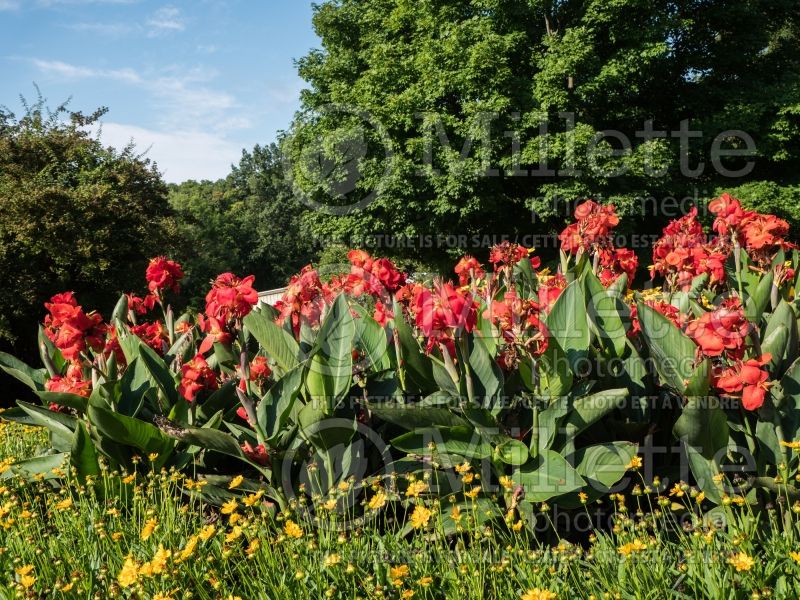 Canna South Pacific Scarlet (Canna Lily) 2 