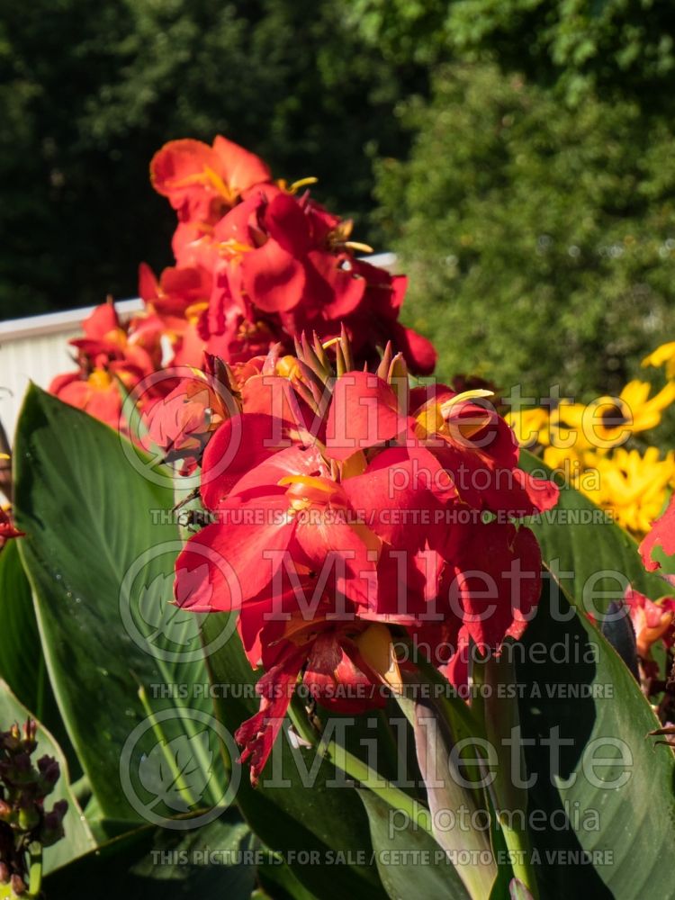 Canna South Pacific Scarlet (Canna Lily) 3 