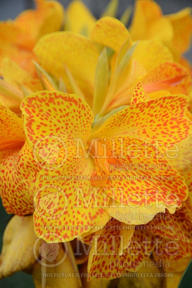 Canna Starship (Canna Lily) 2 